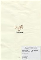 藏品(長枝沙菜)的圖片